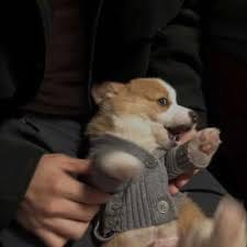 Nguyễn Thảo Nguyên avatar